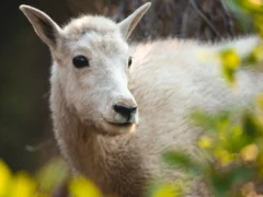 Prosecutors seek to drop case against men who slaughtered goat at kebab bar