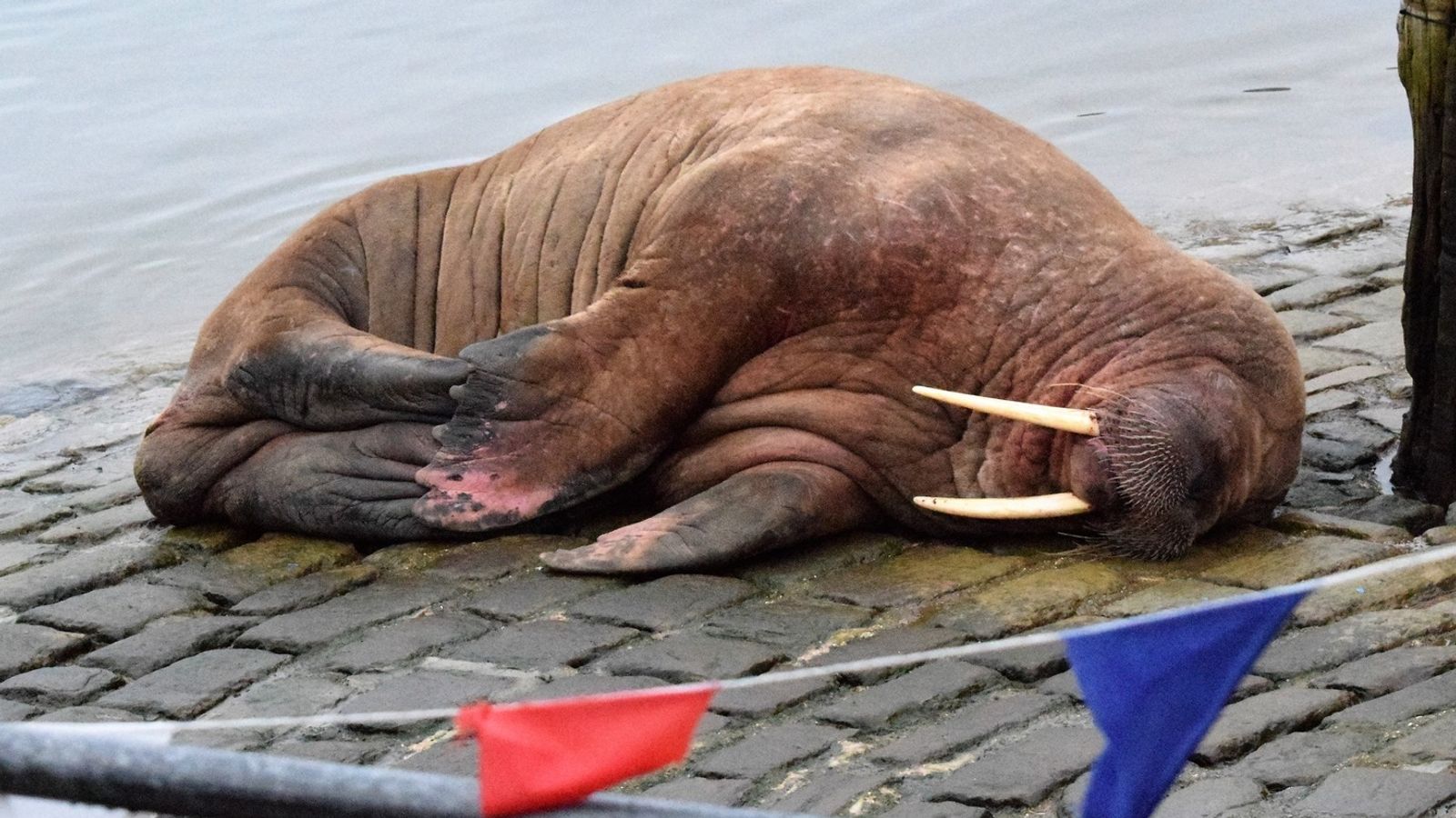 Scarborough's New 12 months fireworks cancelled to guard Thor the walrus |  UK Information - Polish News