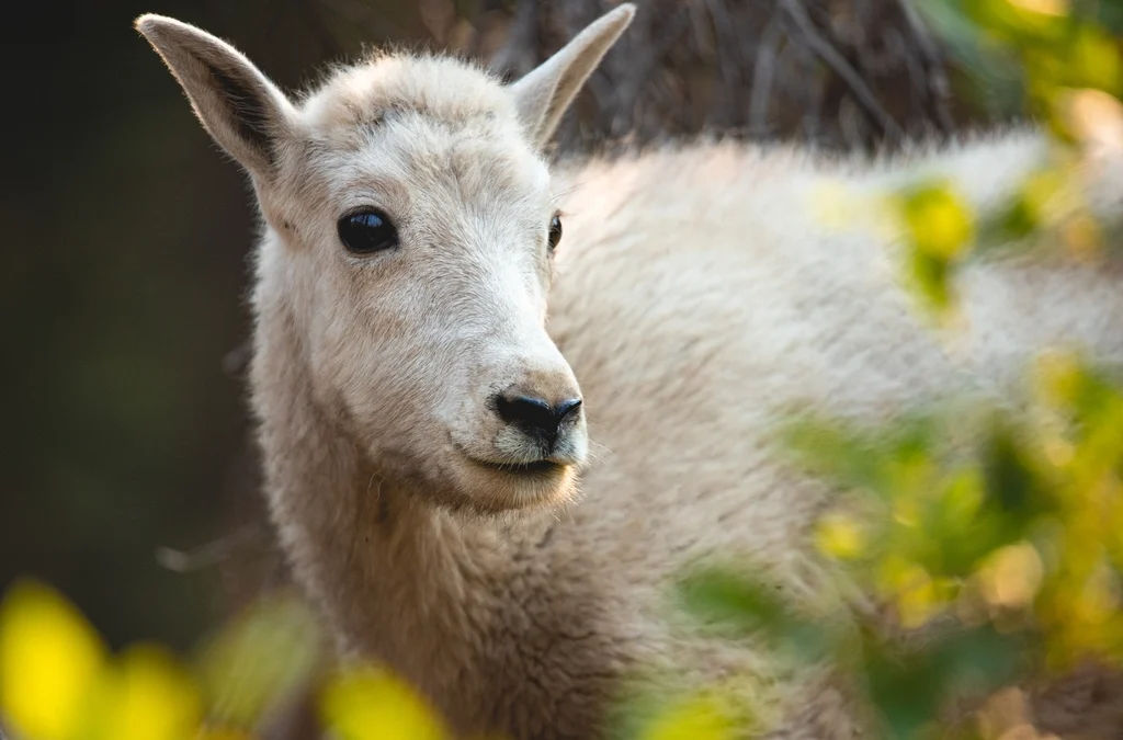 Goat standing outdoors
