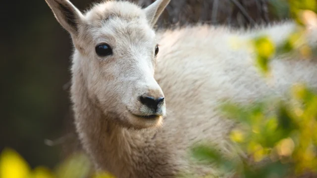 Prosecutors seek to drop case against men who slaughtered goat at kebab bar